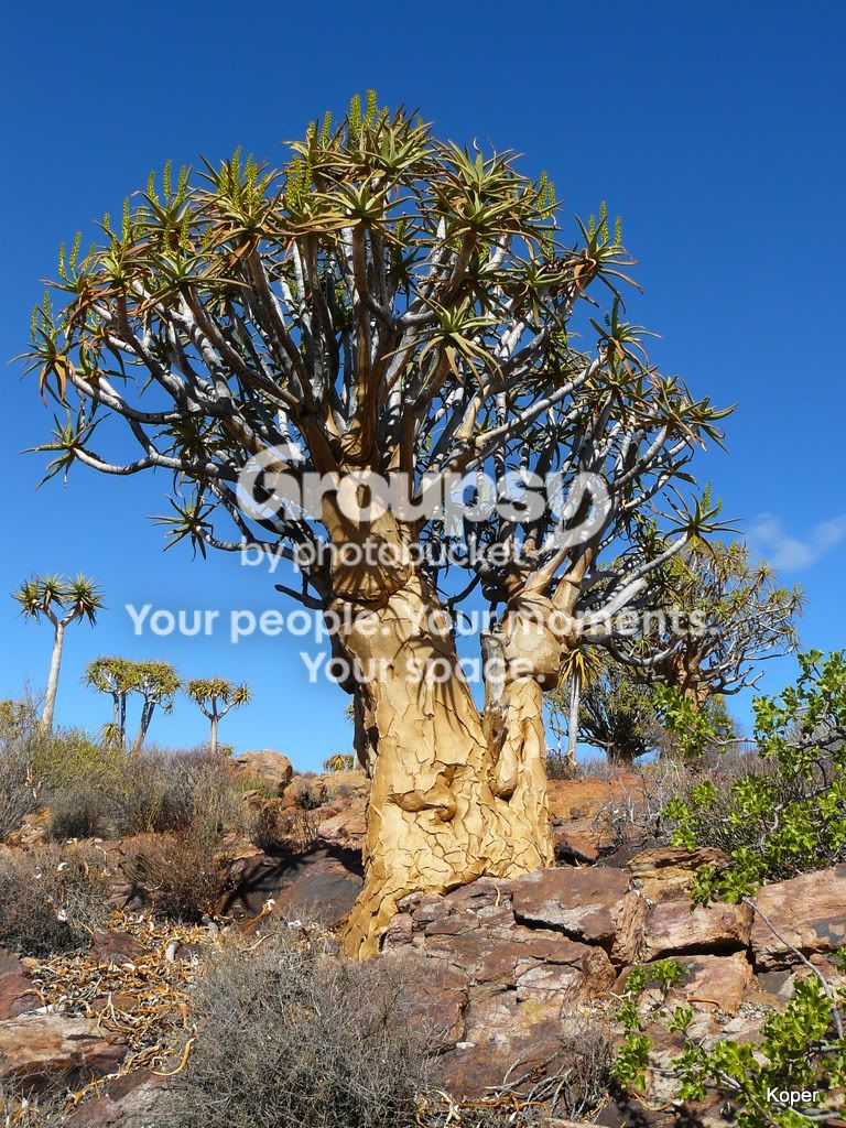 QuiverTree1.jpg