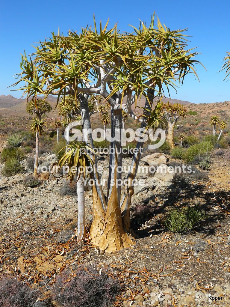 QuiverTree3.jpg