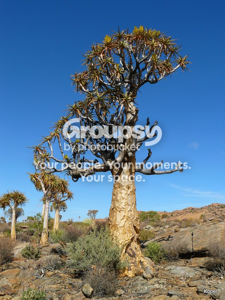 QuiverTree7.jpg