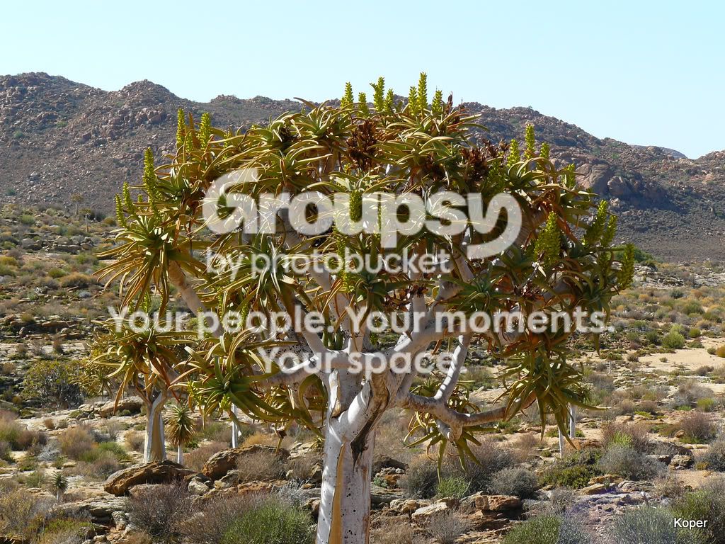 QuiverTree8.jpg
