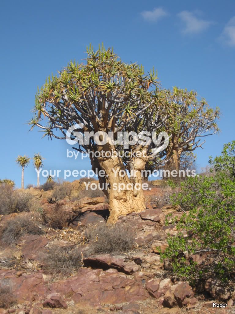 QuiverTree9.jpg