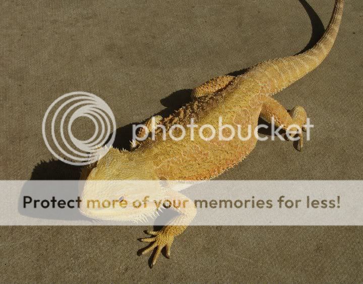 SE England updated list of bearded dragons for sale in milton keynes