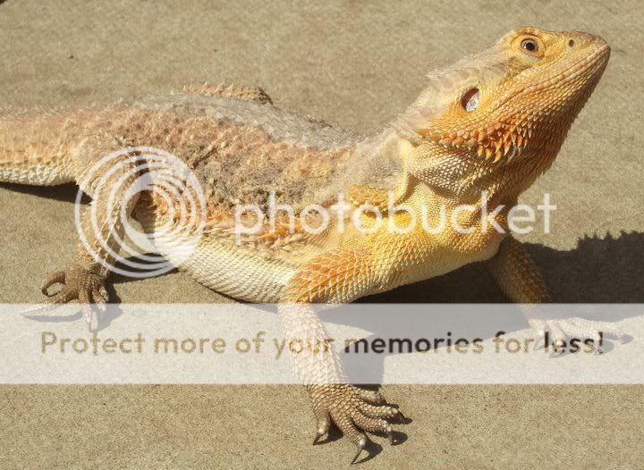 SE England updated list of bearded dragons for sale in milton keynes