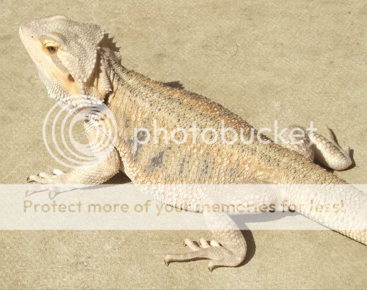 SE England Collection Of Bearded Dragons For Sale Milton Keynes