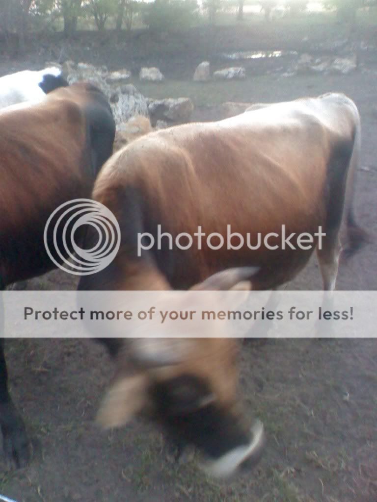 Is grass fed Jersey beef possible? - Cattle