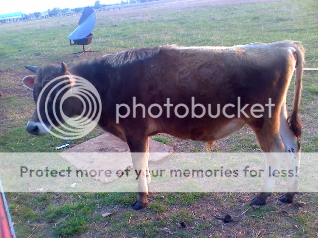 Jersey Bull Condition - Cattle