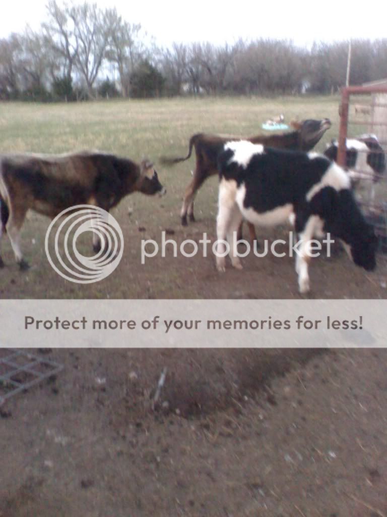 Jersey Bull Condition - Cattle