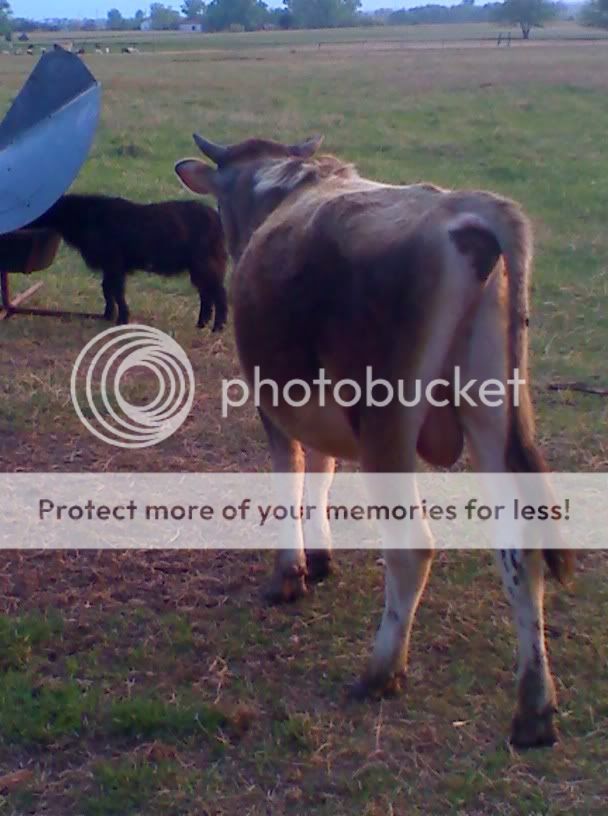 Jersey Bull Condition - Cattle