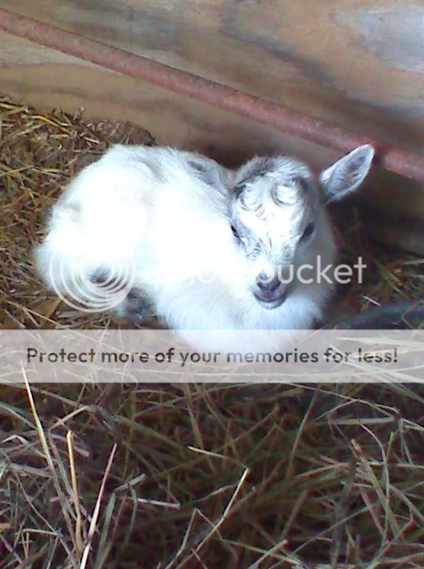 Birthing question - Goats