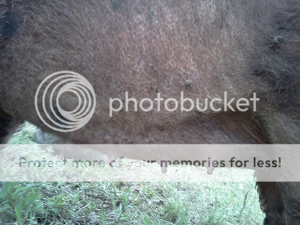 Decision Time:  Cull or don't cull (pregnancy) - Pigs