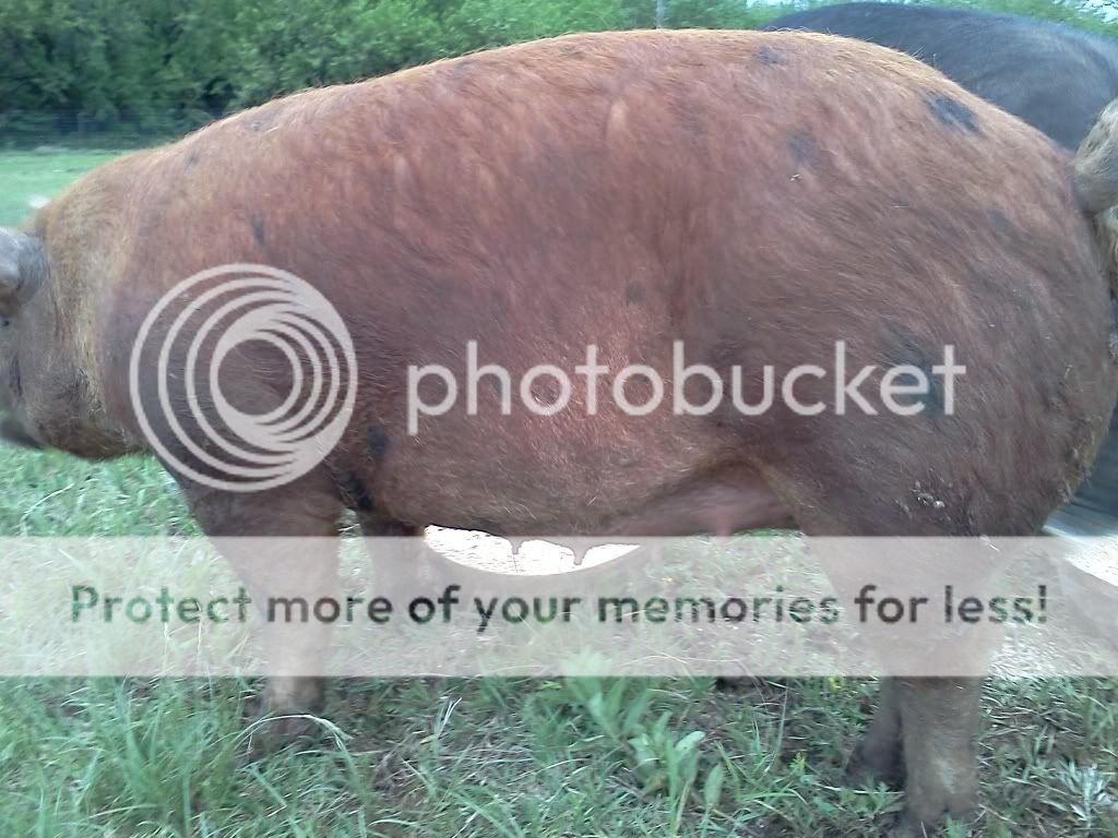 Decision Time:  Cull or don't cull (pregnancy) - Pigs