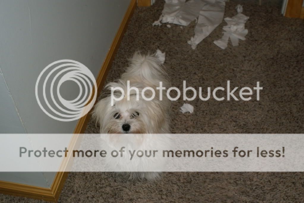 Shredding toilet paper Maltese Dogs Forum Spoiled Maltese Forums