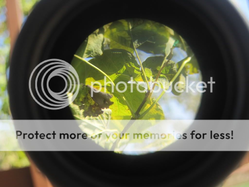 Posted Image