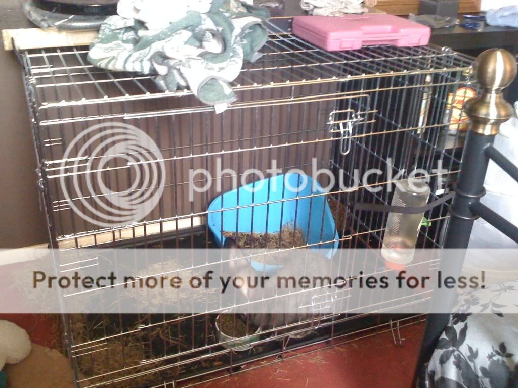 Click to see original Image in a new window