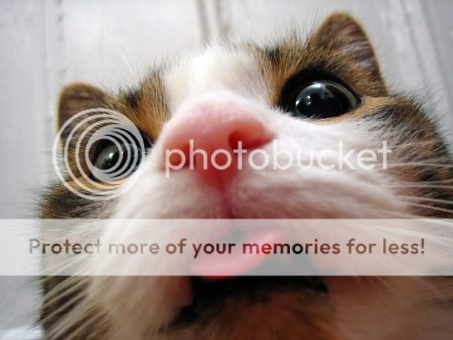 cute-animals-18.jpg