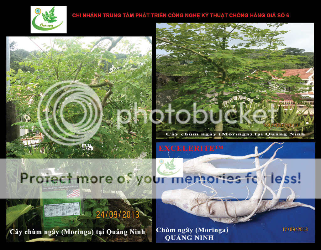 Cung cấp Ổi Nữ Hoàng Thái (cây giống và cây trồng chậu có trái)