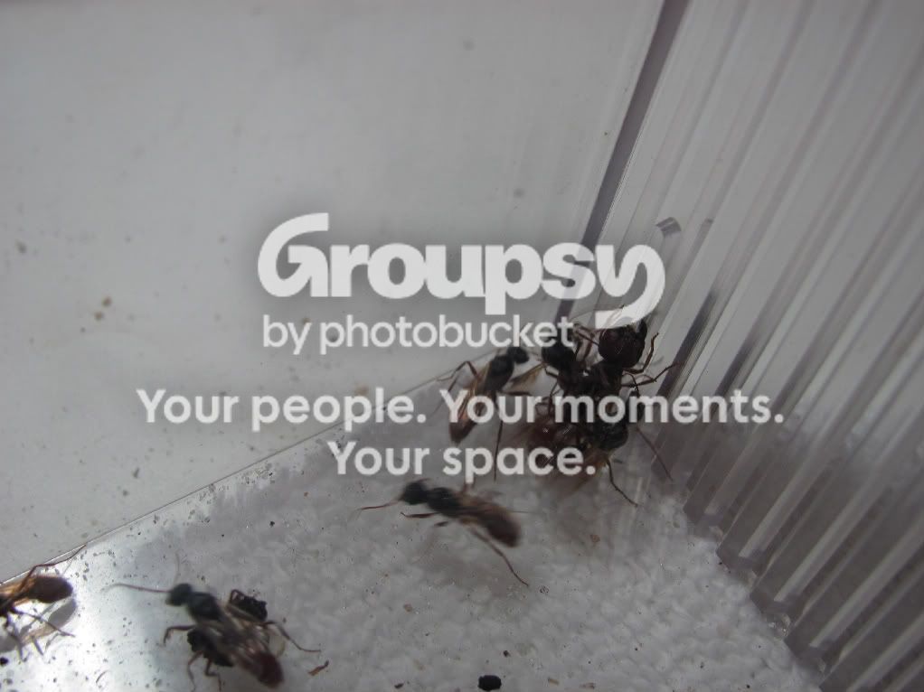 Rearing ant colonies with queens, my other hobby! (Large Pics ...