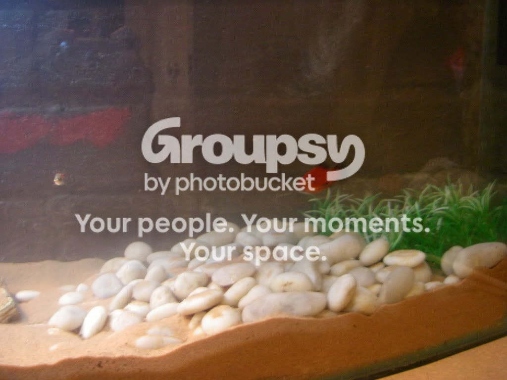Turtle tank with Fake rock background! PICTURES HEAVY | Reptile Forums