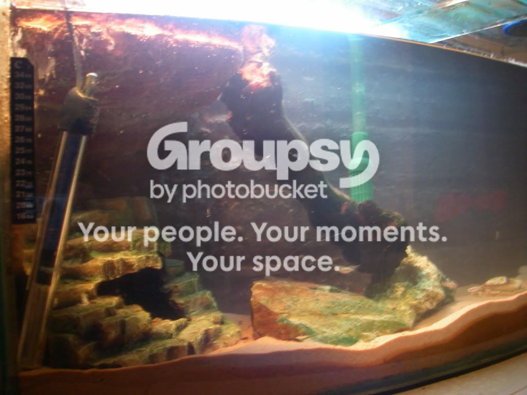 Turtle tank with Fake rock background! PICTURES HEAVY | Reptile Forums