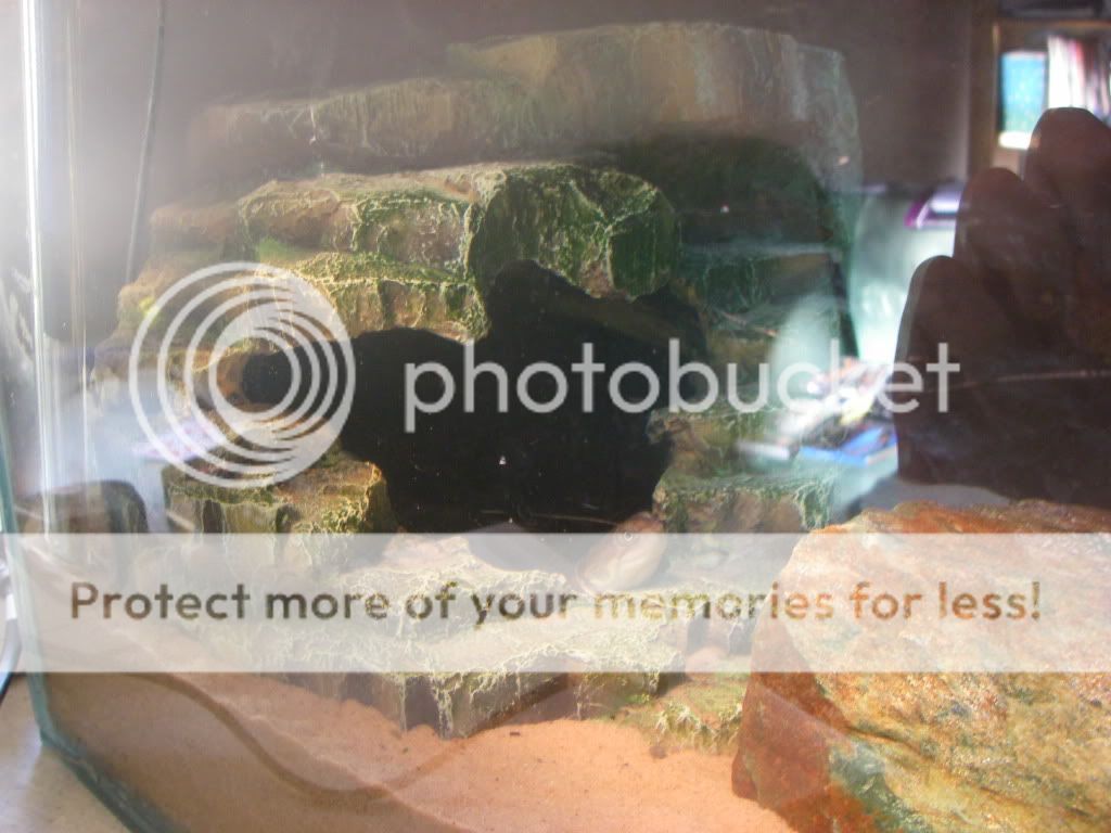 Reptile Tank Background Reptile Tanks For SaleReptile Tanks For Sale