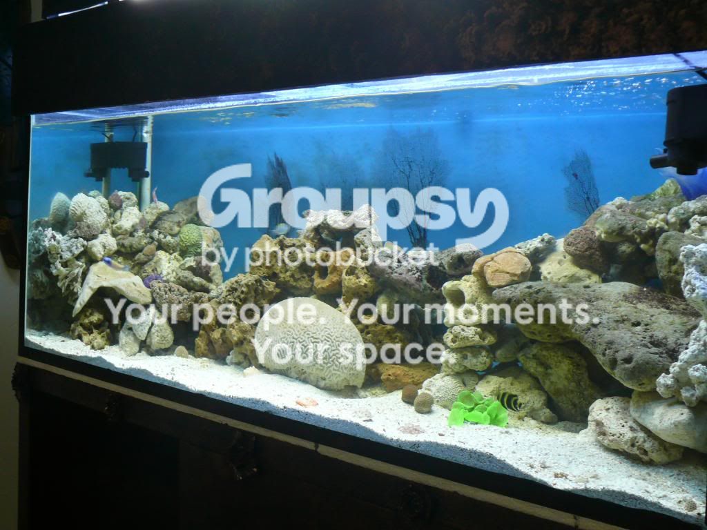[TodoMarino.com] hola amigos desde venezuela les presento mi solo peces de 4 meses