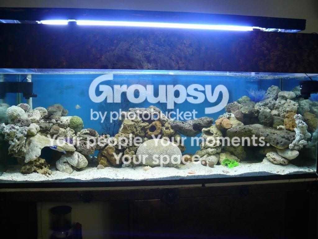 [TodoMarino.com] hola amigos desde venezuela les presento mi solo peces de 4 meses