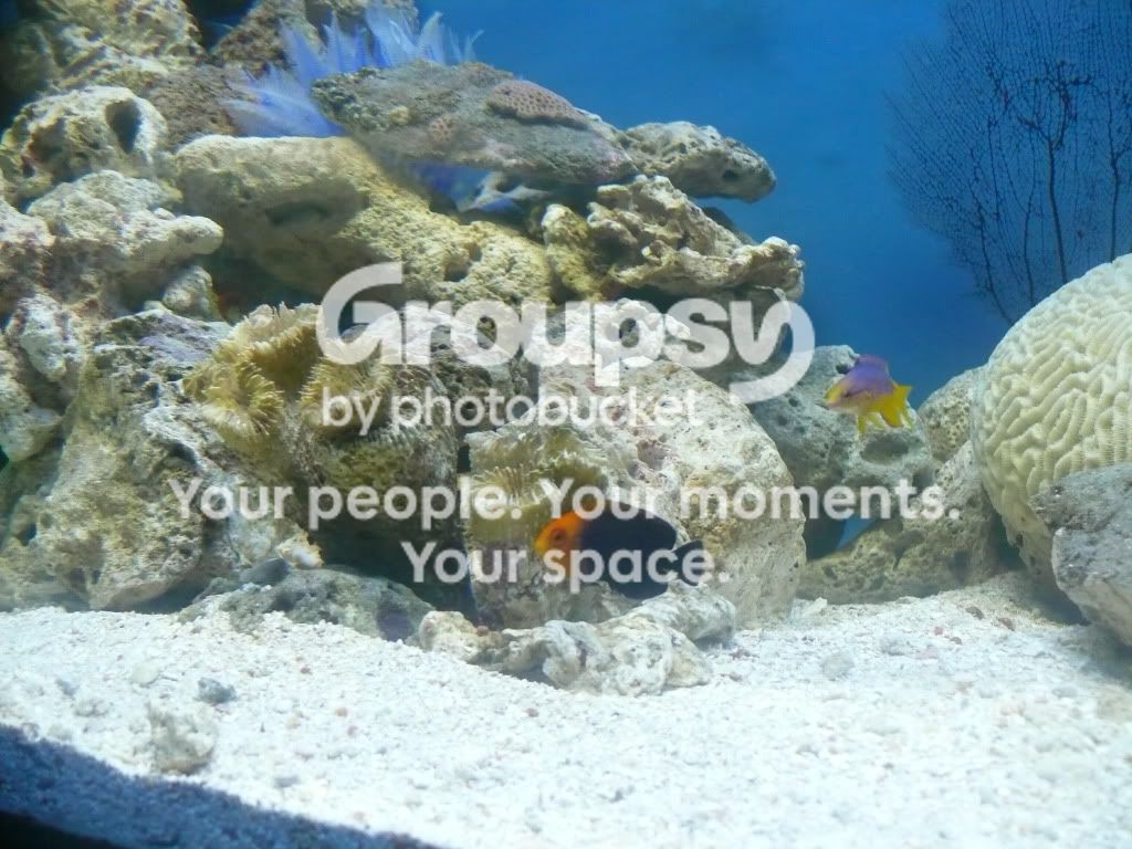 [TodoMarino.com] mi solo peces casi a 7 meses