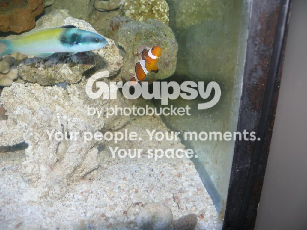 [TodoMarino.com] mi solo peces casi a 7 meses