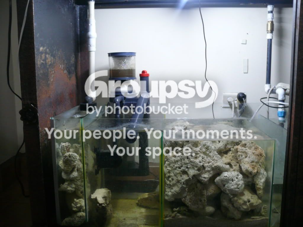 [TodoMarino.com] mi solo peces casi a 7 meses